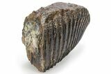 Partial Fossil Woolly Mammoth Upper M Molar - Siberia #238756-3